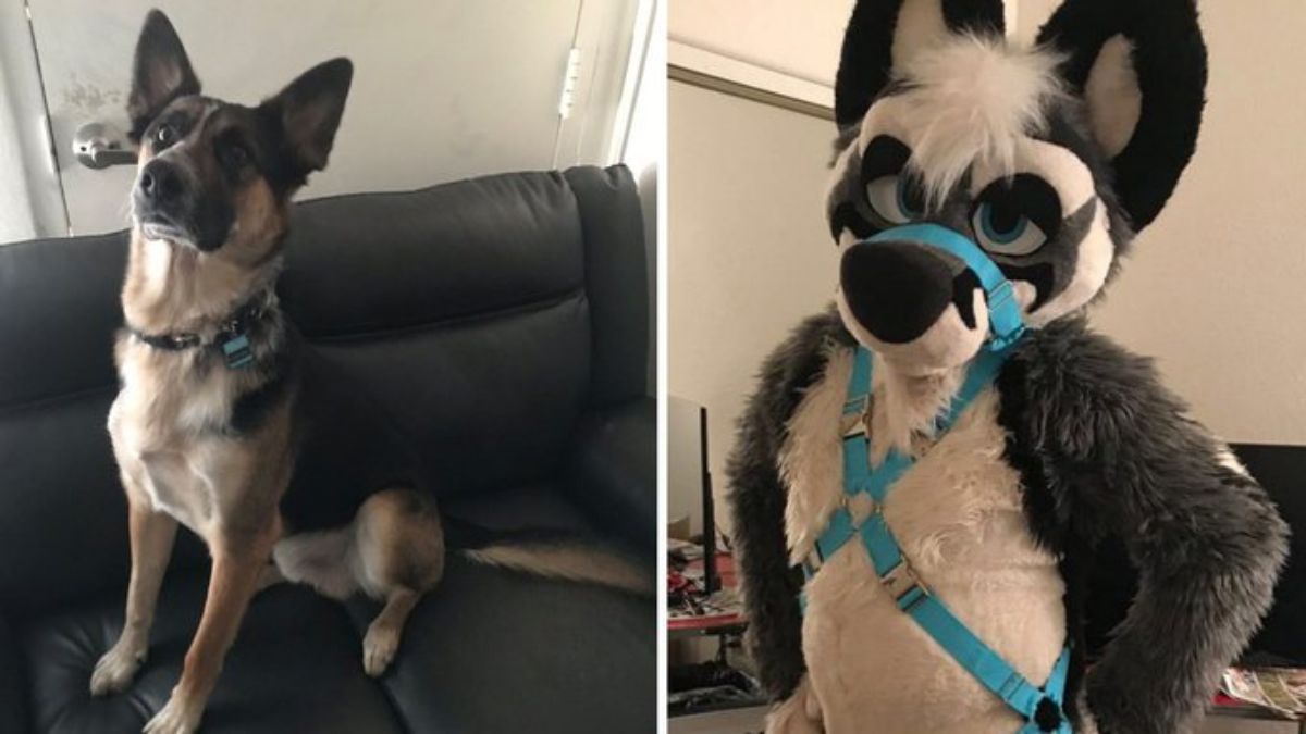 Furry couple Vex and Jax murder a man & skin dog for 'pelt' to make fursuit