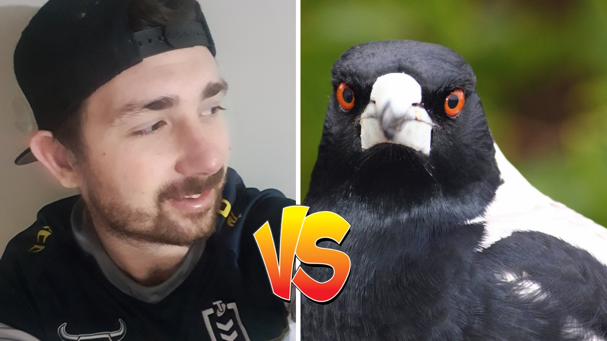 Australian streamer, Lynchy, gets struck by magpie in home during stream