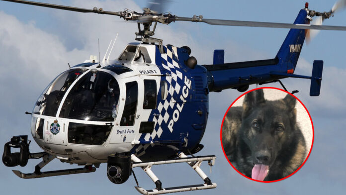 Queensland Police send search helicopter out for missing dog