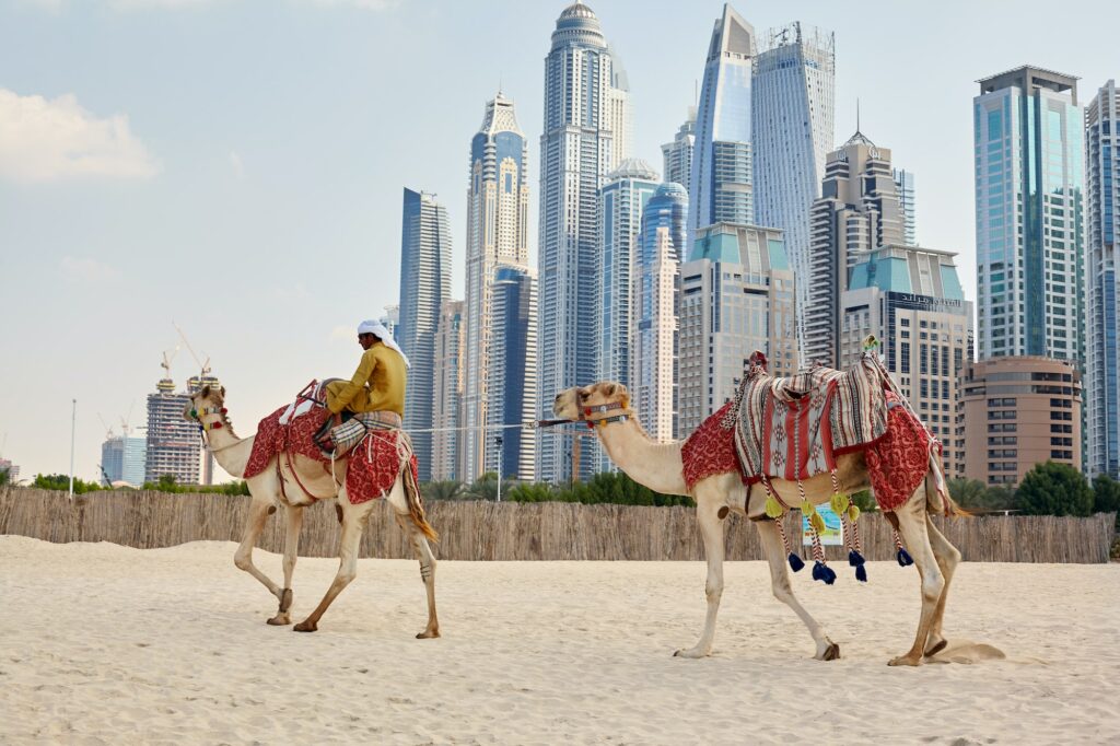 Dubai, UAE, November 2019 an Arab man sits on a camel on the beach in Dubai