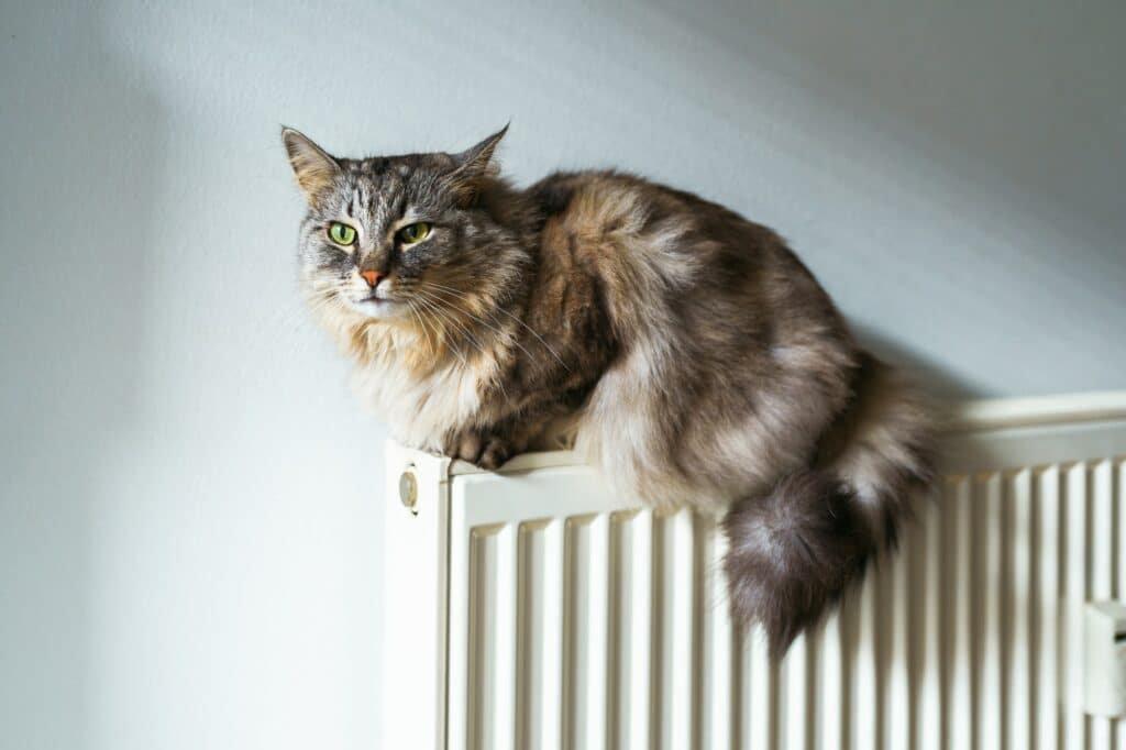 Fluffy gray cat on radiator battery