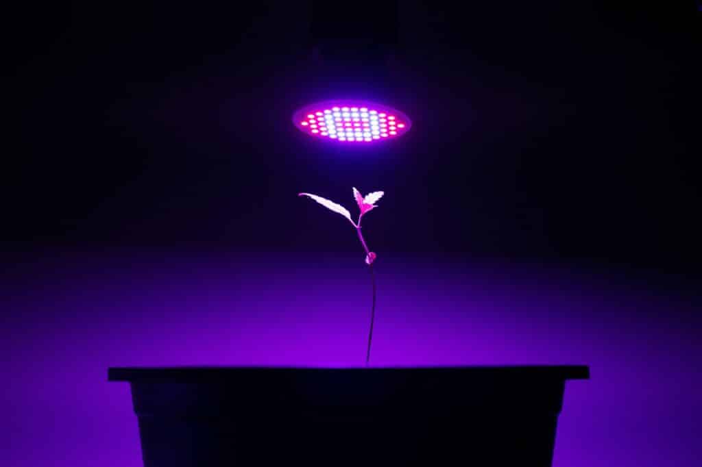 Plant sapling cannabis growing in a pot with LED grow light