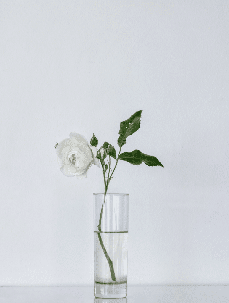 flower in glass vase